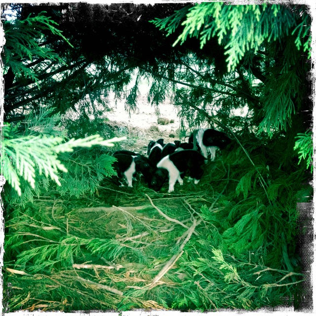nest
